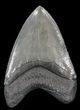 Serrated, Megalodon Tooth - South Carolina #40622-1